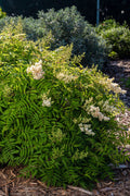  Matcha Ball Ash Leaf Spirea (Sorbaria) - 3 Gallon Pot