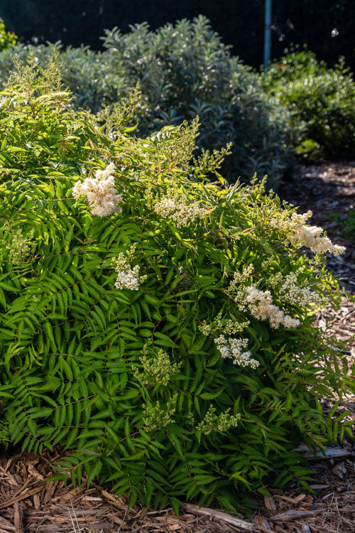  Matcha Ball Ash Leaf Spirea (Sorbaria) - 3 Gallon Pot