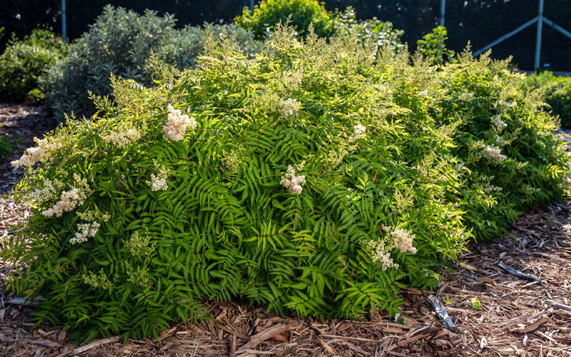  Matcha Ball Ash Leaf Spirea (Sorbaria) - 3 Gallon Pot