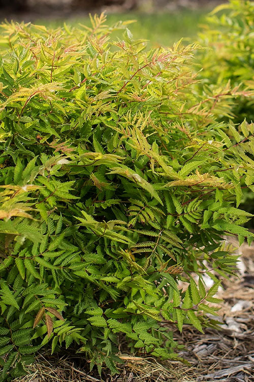  Matcha Ball Ash Leaf Spirea (Sorbaria) - 3 Gallon Pot