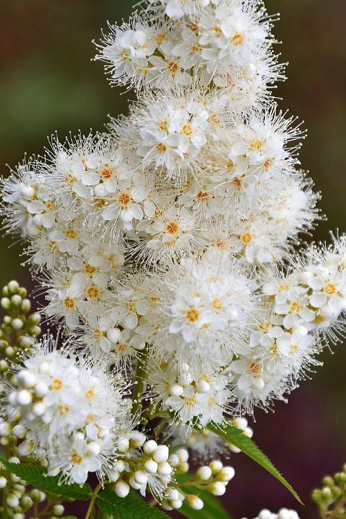  Matcha Ball Ash Leaf Spirea (Sorbaria) - 3 Gallon Pot