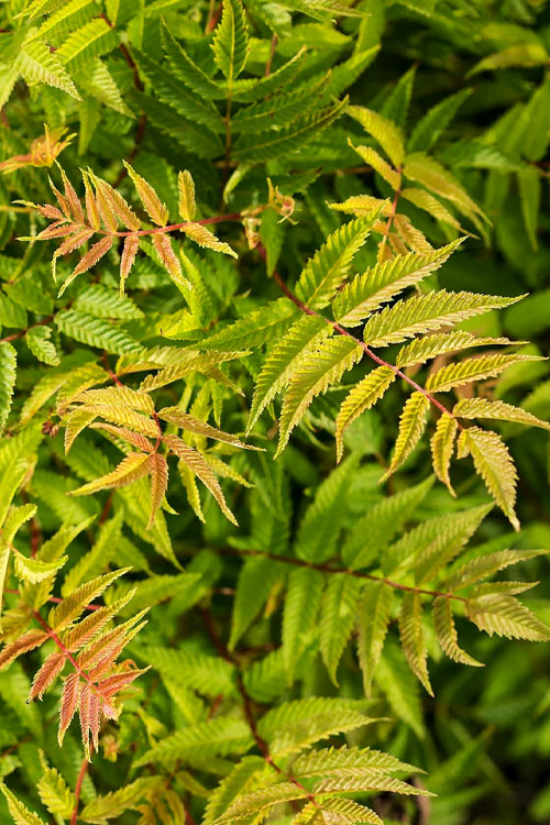  Matcha Ball Ash Leaf Spirea (Sorbaria) - 3 Gallon Pot