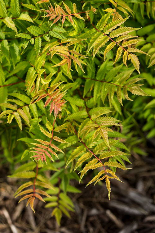  Matcha Ball Ash Leaf Spirea (Sorbaria) - 3 Gallon Pot