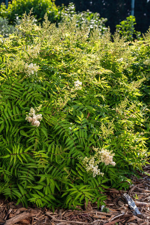  Matcha Ball Ash Leaf Spirea (Sorbaria) - 3 Gallon Pot