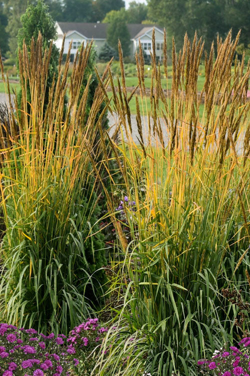  Golden Sunset Yellow Prairie Grass (Sorghastrum) - 1 Gallon Pot