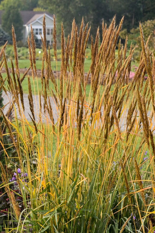  Golden Sunset Yellow Prairie Grass (Sorghastrum) - 1 Gallon Pot