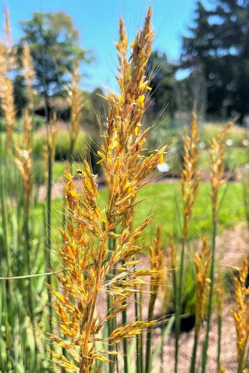  Golden Sunset Yellow Prairie Grass (Sorghastrum) - 1 Gallon Pot