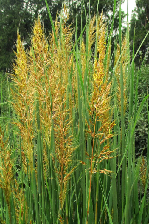  Golden Sunset Yellow Prairie Grass (Sorghastrum) - 1 Gallon Pot