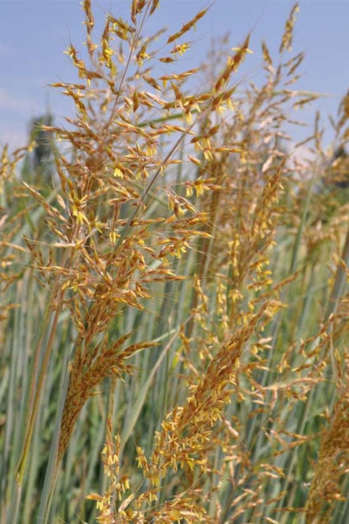  Indian Steel Blue Prairie Grass (Sorghastrum Nutans) - 1 Gallon Pot