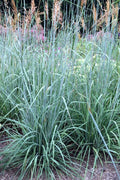  Indian Steel Blue Prairie Grass (Sorghastrum Nutans) - 1 Gallon Pot