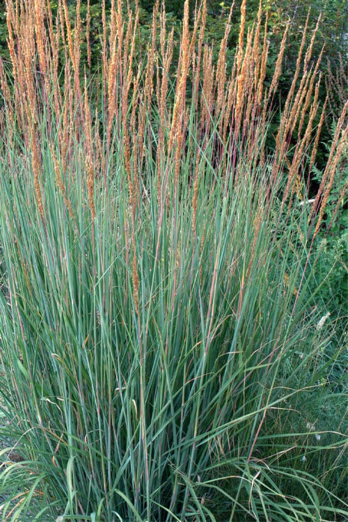  Indian Steel Blue Prairie Grass (Sorghastrum Nutans) - 1 Gallon Pot