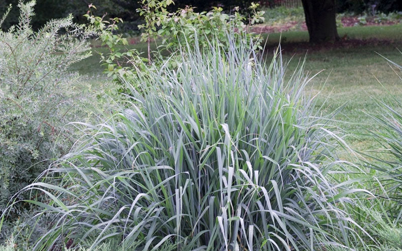  Indian Steel Blue Prairie Grass (Sorghastrum Nutans) - 2 Gallon Pot