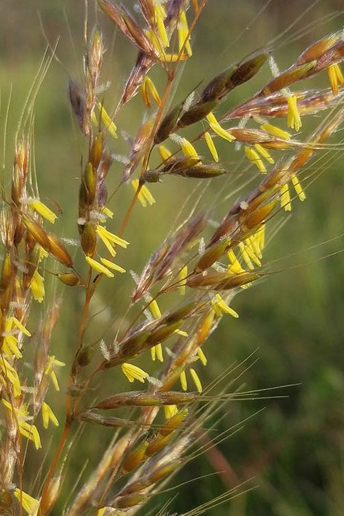  Indian Steel Blue Prairie Grass (Sorghastrum Nutans) - 2 Gallon Pot