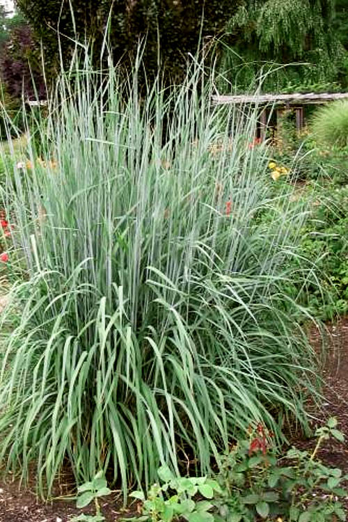  Yellow Indian Grass (Sorghastrum Nutans) - 8 Pack Of 1 Gallon Pots
