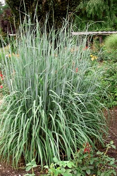 Yellow Indian Grass (Sorghastrum Nutans) - 8 Pack Of 1 Gallon Pots
