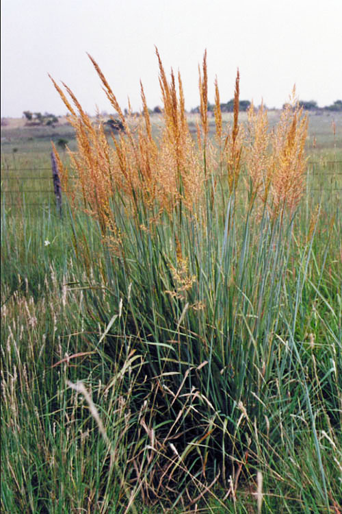  Yellow Indian Grass (Sorghastrum Nutans) - 8 Pack Of 1 Gallon Pots