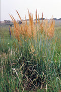  Yellow Indian Grass (Sorghastrum Nutans) - 8 Pack Of 1 Gallon Pots