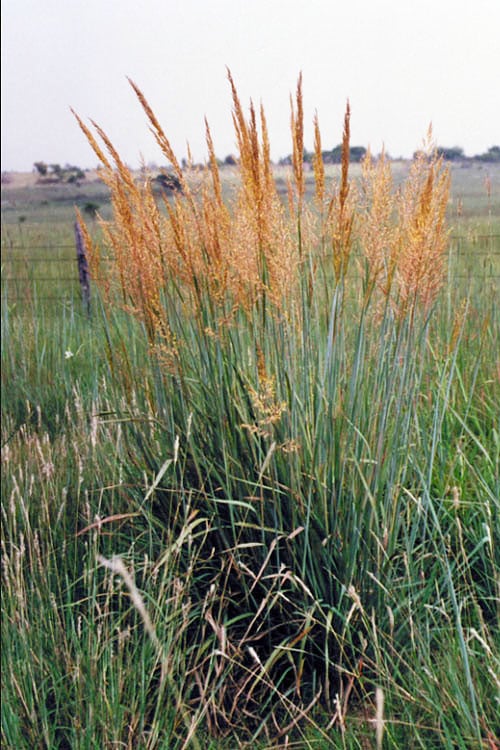  Yellow Indian Grass (Sorghastrum Nutans) - 8 Pack Of 1 Gallon Pots
