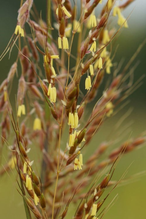  Yellow Indian Grass (Sorghastrum Nutans) - 8 Pack Of 1 Gallon Pots