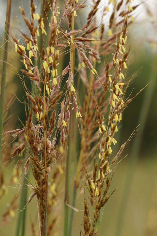  Yellow Indian Grass (Sorghastrum Nutans) - 8 Pack Of 1 Gallon Pots