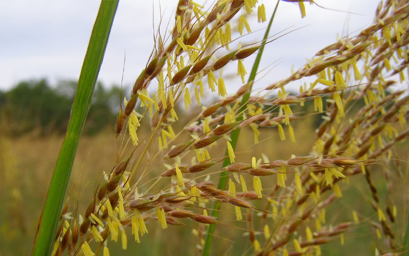  Yellow Indian Grass (Sorghastrum Nutans) - 8 Pack Of 1 Gallon Pots