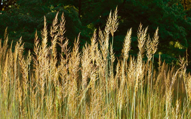  Yellow Indian Grass (Sorghastrum Nutans) - 8 Pack Of 1 Gallon Pots