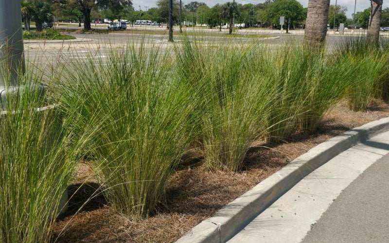  Marsh Sand Cordgrass (Spartina Bakeri) - 6 Pack Of 1 Gallon Pots
