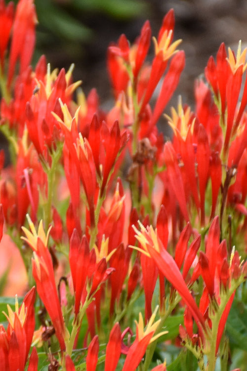  Ragin Cajun Spigelia (Indian Pink) - 1 Gallon Pot