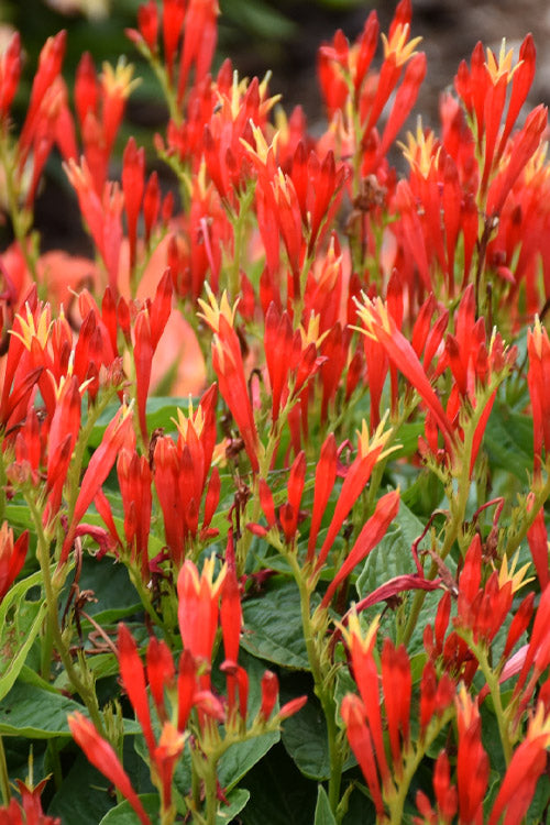  Ragin Cajun Spigelia (Indian Pink) - 2 Gallon Pot