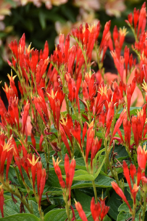  Ragin Cajun Spigelia (Indian Pink) - 6 Pack Of 1 Gallon Pots