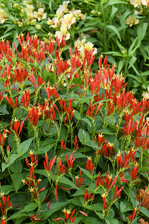  Ragin Cajun Spigelia (Indian Pink) - 2 Gallon Pot
