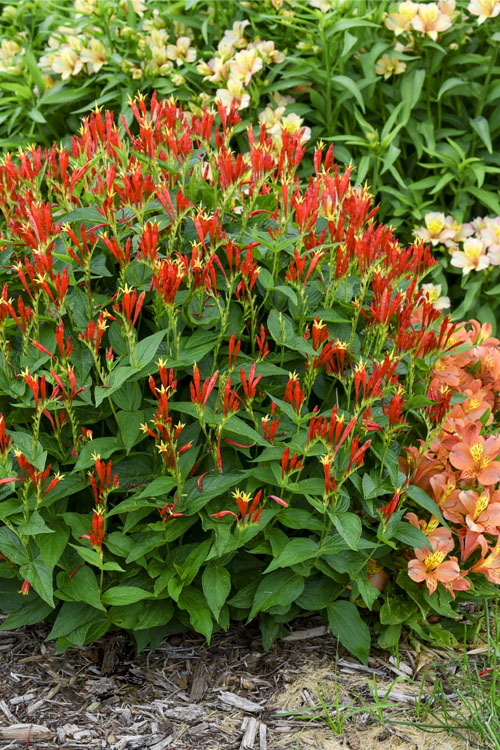  Ragin Cajun Spigelia (Indian Pink) - 1 Gallon Pot