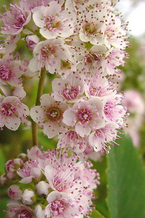  White Meadowsweet (Spirea Alba) - 1 Gallon Pot
