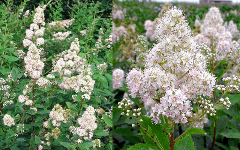  White Meadowsweet (Spirea Alba) - 1 Gallon Pot
