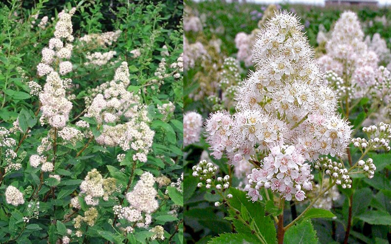  White Meadowsweet (Spirea Alba) - 1 Gallon Pot