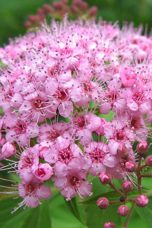  Daphne Spirea - 3 Gallon Pot