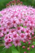  Daphne Spirea - 3 Gallon Pot