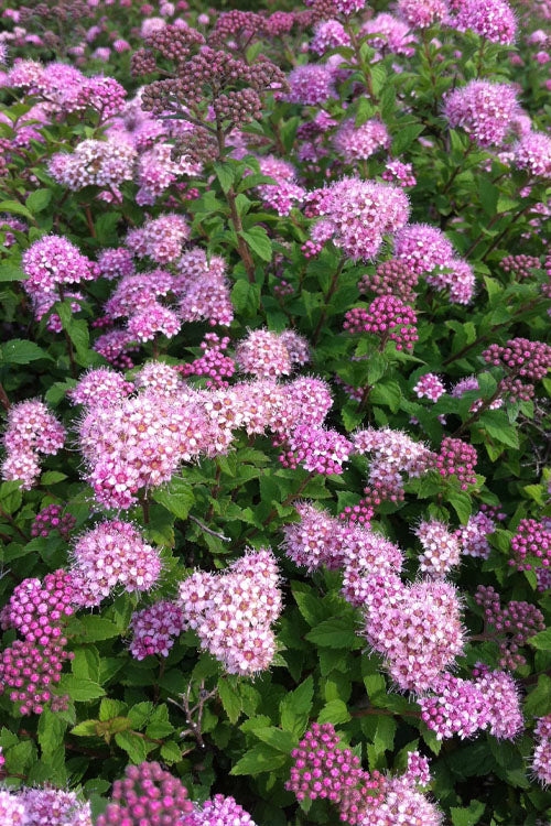  Daphne Spirea - 3 Gallon Pot