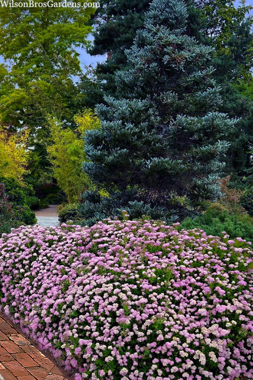  Daphne Spirea - 3 Gallon Pot