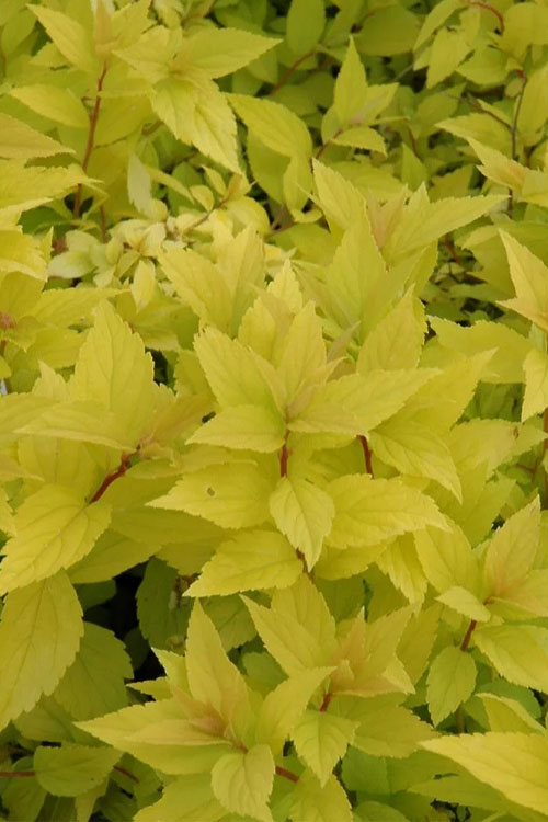  Mini Gold Spirea - 1 Gallon Pot