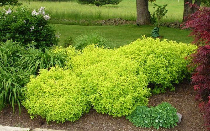  Mini Gold Spirea - 1 Gallon Pot