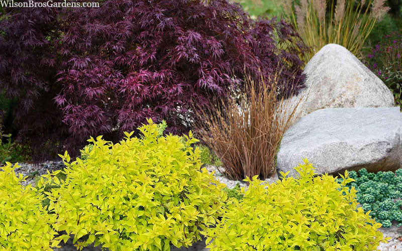  Mini Gold Spirea - 1 Gallon Pot