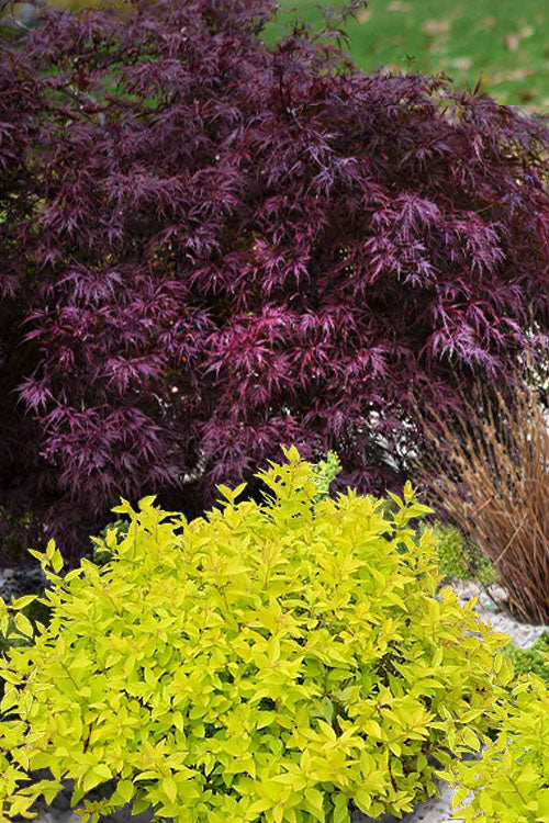  Mini Gold Spirea - 1 Gallon Pot