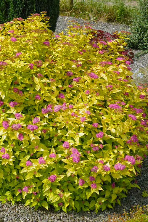  Mini Gold Spirea - 1 Gallon Pot