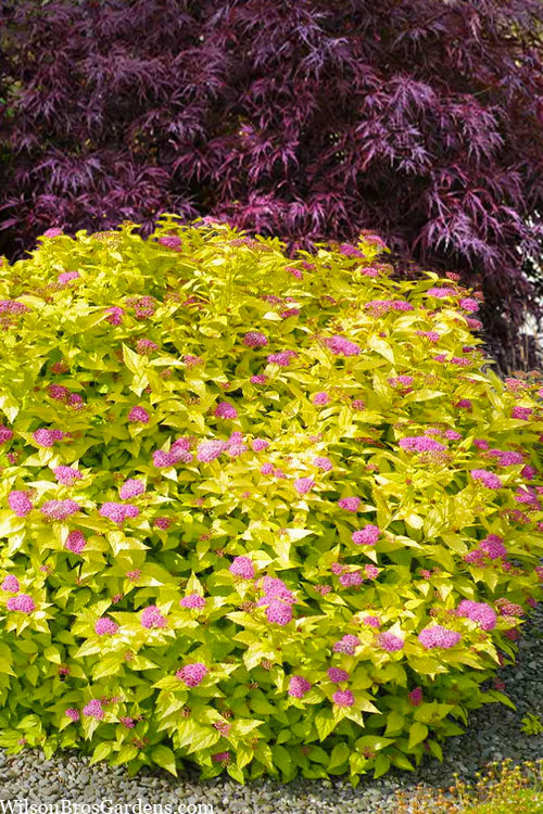  Mini Gold Spirea - 1 Gallon Pot