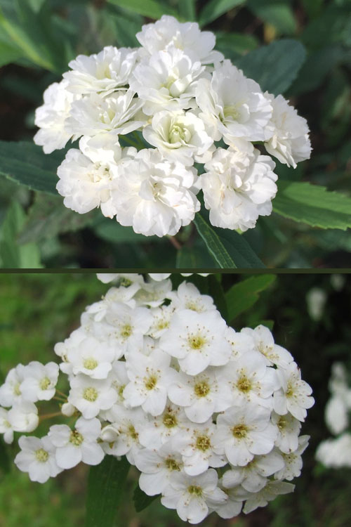  Reeves Bridal Wreath Spirea - 1 Gallon Pot