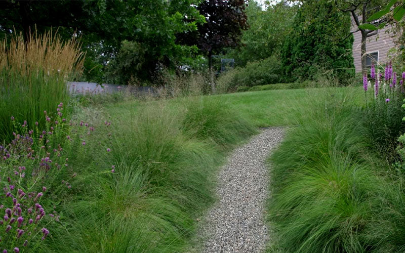  Prairie Dropseed Grass (Sporobolus Heterolepis) - 8 Pack Of 1 Gallon Pots