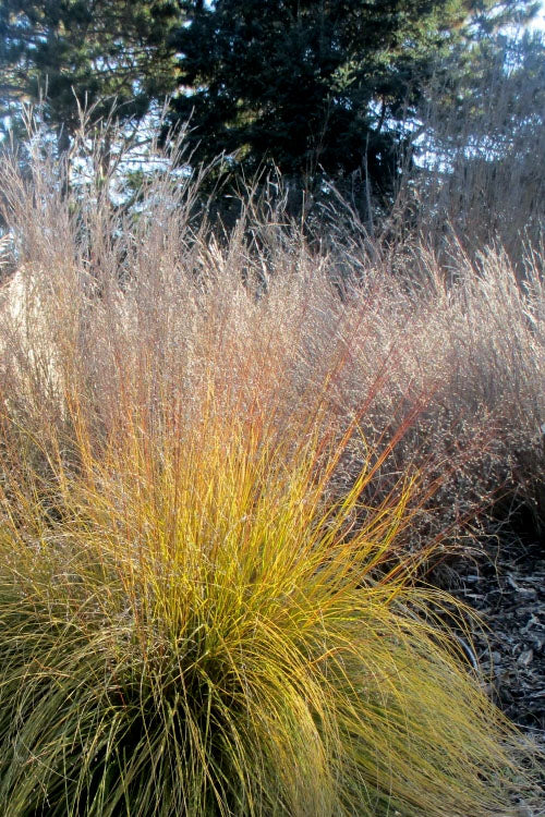  Prairie Dropseed Grass (Sporobolus Heterolepis) - 1 Gallon Pot