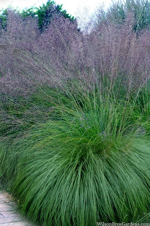  Prairie Dropseed Grass (Sporobolus Heterolepis) - 1 Gallon Pot