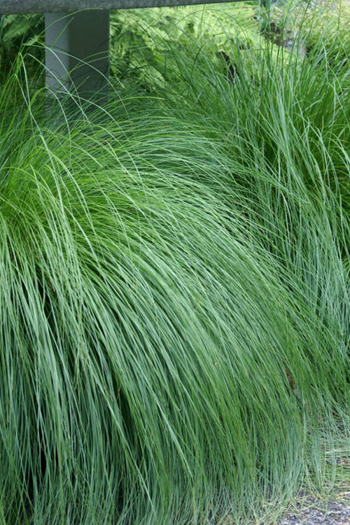  Prairie Dropseed Grass (Sporobolus Heterolepis) - 6 Pack Of 1 Gallon Pots